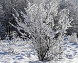 snow-covered-trees_P1020706