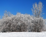 snow-covered-trees_P1020708