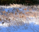 winter-field-P1020223