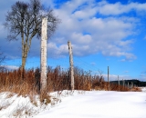 winter-field-and-fence_P1020242