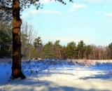 winter-field-and-trees_P1020218