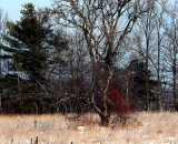 winter-field-and-trees_P1020228