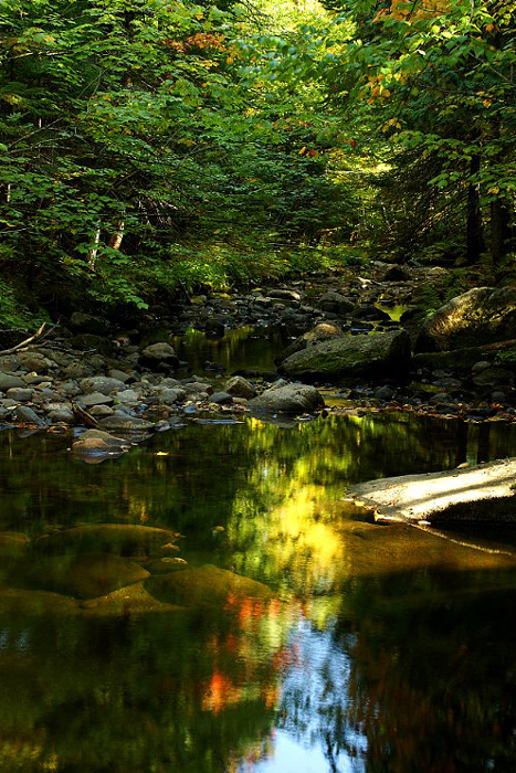 autumn-color-on-woodland-stream_DSC00217