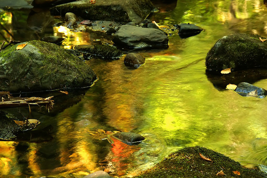 autumn-color-on-woodland-stream_DSC00272