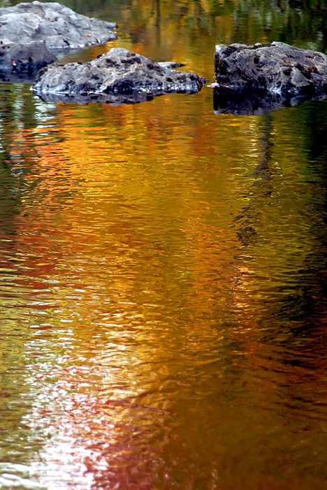 autumn-color-on-woodland-stream_DSC00380