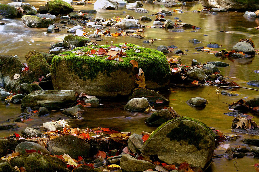 autumn-color-on-woodland-stream_DSC02091