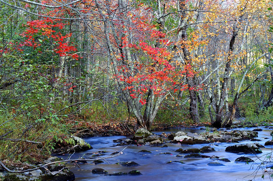 autumn-color-on-woodland-stream_DSC02645