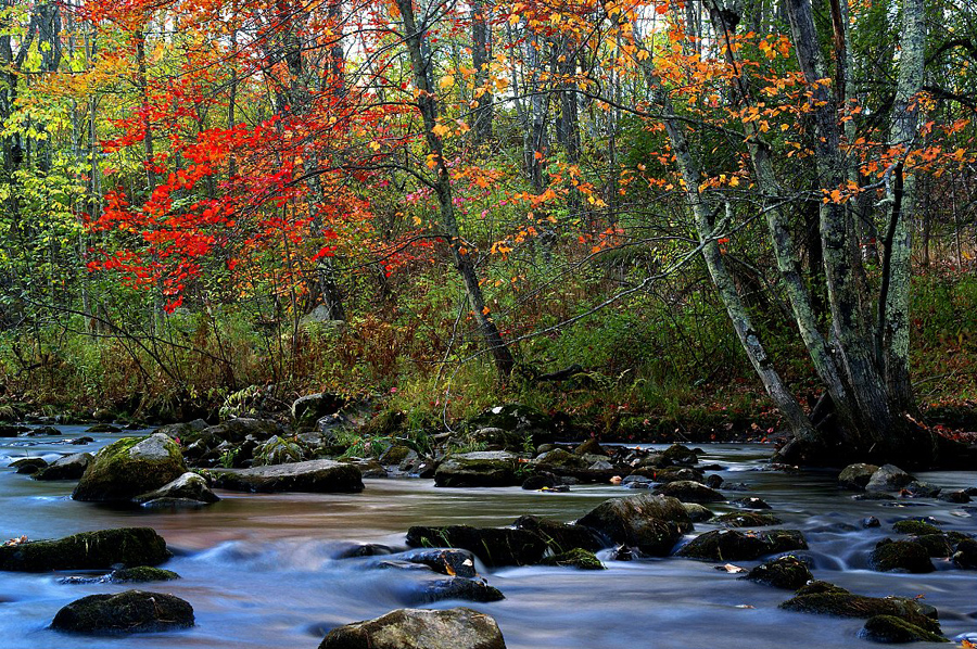 autumn-color-on-woodland-stream_DSC02663