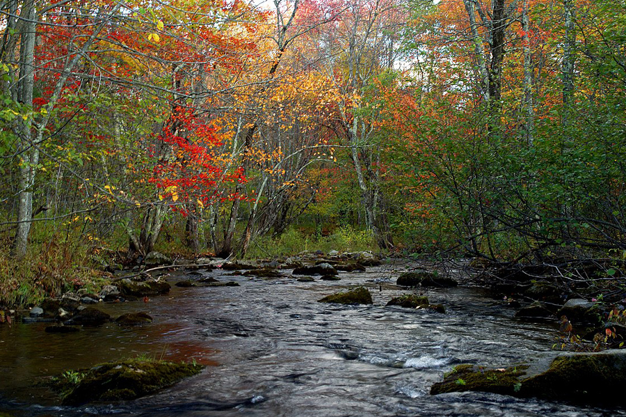 autumn-color-on-woodland-stream_DSC02685