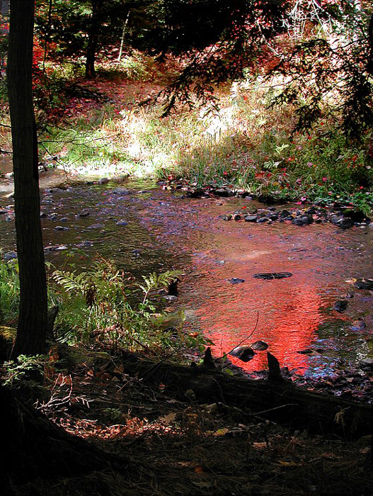 autumn-color-on-woodland-stream_Dscn2698