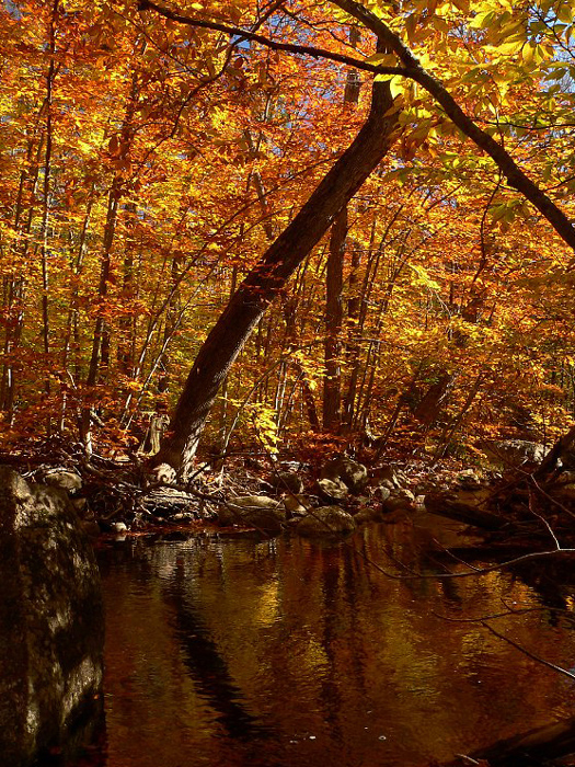 autumn-color-on-woodland-stream_P1090662
