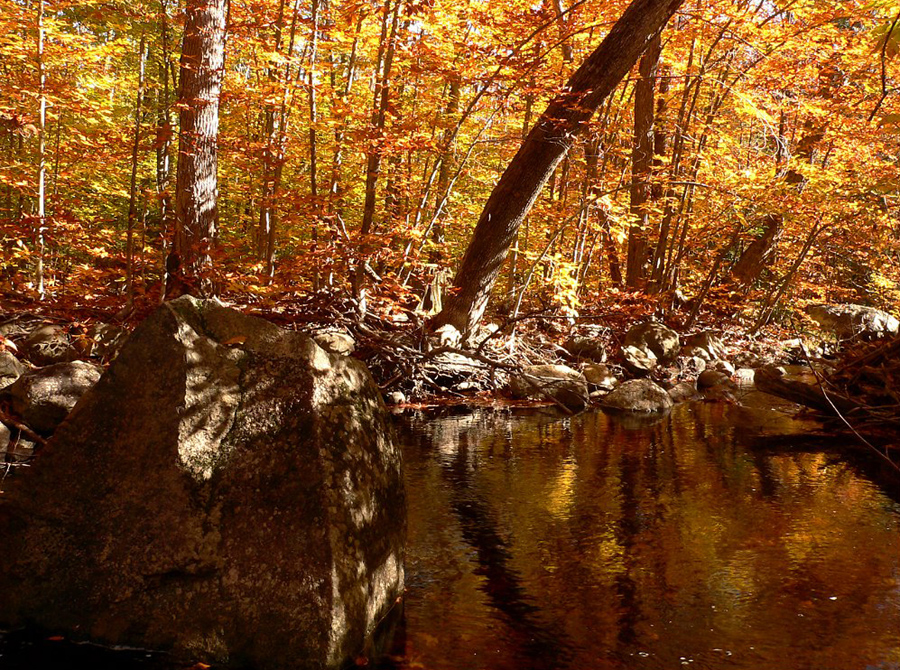 autumn-color-on-woodland-stream_P1090663