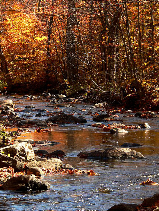 autumn-color-on-woodland-stream_P1090677