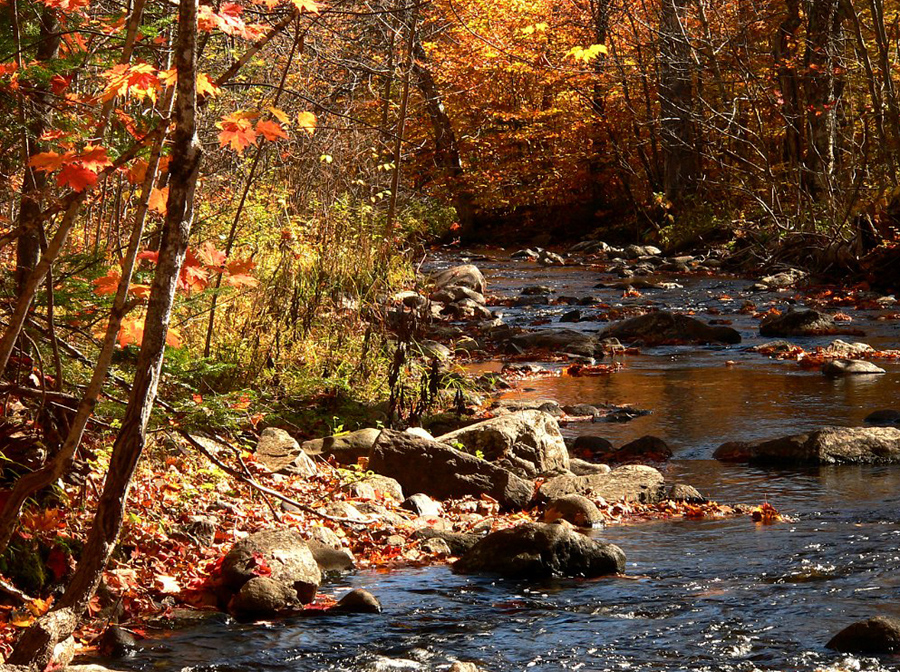 autumn-color-on-woodland-stream_P1090681