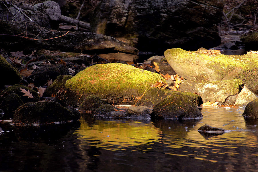 Morning light on mossy rocks along stream