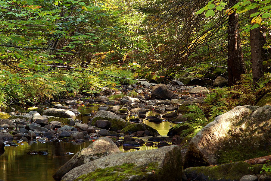 rocks-in-woodland-stream_DSC00219
