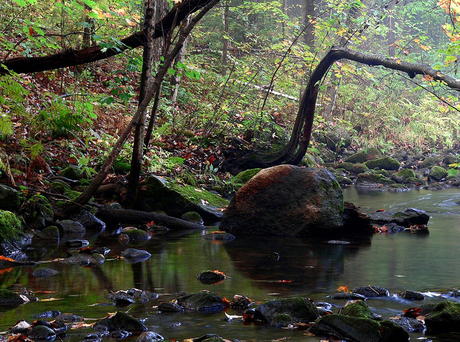 rocks-in-woodland-stream_P1090191