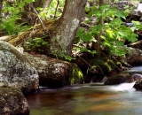 edge-of-woodland-stream_DSC06482