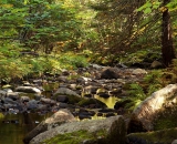 rocks-in-woodland-stream_DSC00219