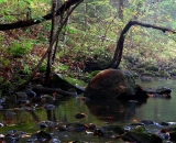 rocks-in-woodland-stream_P1090191