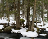woodland-stream-in winter_DSC04030