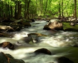 woodland-stream-rushes-over-rocks_DSC06515