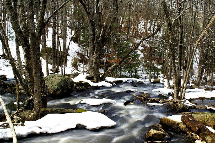 woodland-stream-in winter_DSC03992
