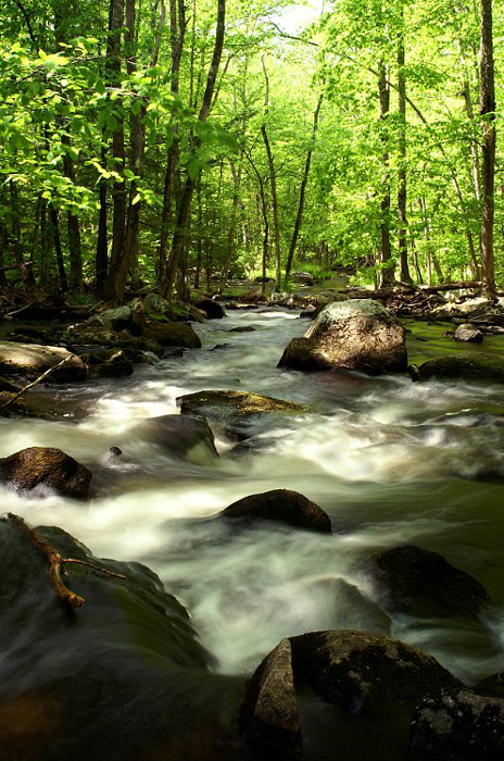 woodland-stream-rushes-over-rocks_DSC06515