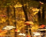 Autumn leaves floating on golden stream