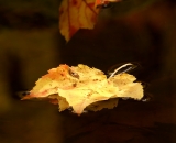 Autumn leaves floating on water surface