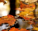 Colorful leaves floating on stream surface