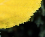 Edge of autumn Poplar leaf