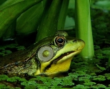 Green-Frog-in-pond_PICT0726