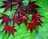 Japanese-Maple-leaves-on-hosta_Clo-054