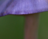 Purple capped mushroom
