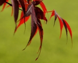 Red Japanese Maple leaves against green background