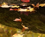 Red leaf against rock on stream