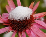 Snow on top of Purple Cone Flower