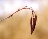 alder-catkins_DSC03970