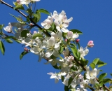 Apple blossoms against blue sky