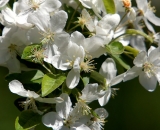 Apple Blossoms