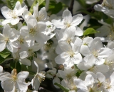 Apple Blossoms