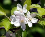 Apple tree blossoms