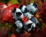 blueberries-and-red-leaves-covered-in-dew_PICT0953