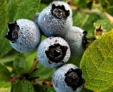 blueberries-covered-in-dew_PICT0950