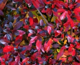 colorful-azalea-leaves-in-autumn_P1100670