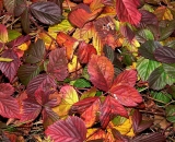 colorful-bramble-leaves-on-autumn_P1100504