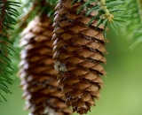 fir-cones-hanging-from-branch_DSC07064