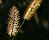 golden-grass-seed-heads-back-lit_P1100031