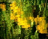 goldenrod-reflections-in-water_P1070743